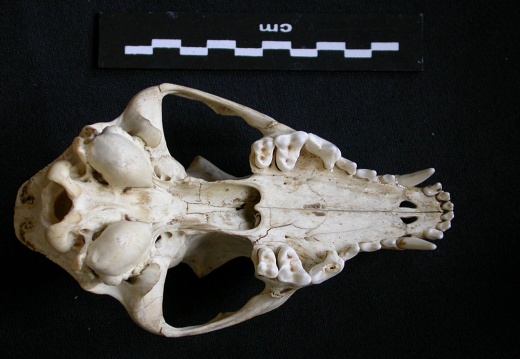 Skull: ventral sight