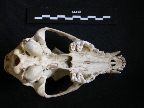 Crâne : vue ventrale (11297 visites) Canis mesomelas - Mâle - AdulteCollection : Département d'Ostéologie du Musée National du Kenya,... Crâne : vue ventrale