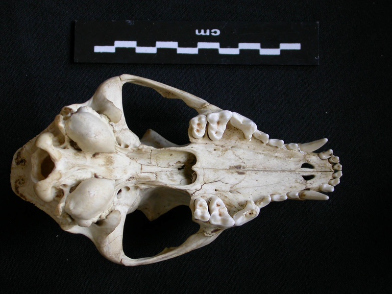 Crâne : vue ventrale (11369 visites) Canis mesomelas - Mâle - AdulteCollection : Département d'Ostéologie du Musée National du Kenya,... Crâne : vue ventrale