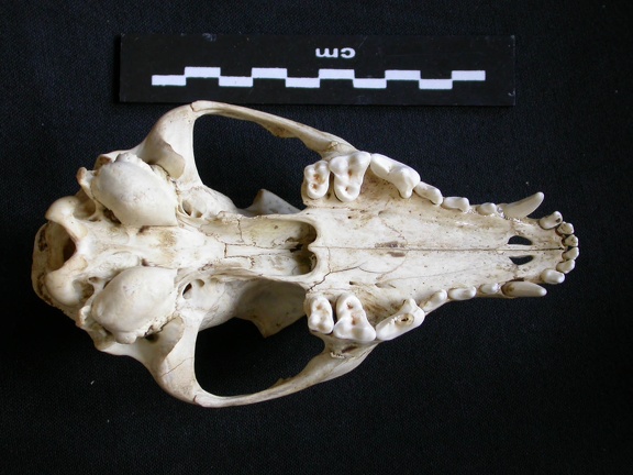 Crâne : vue ventrale (10959 visites) Canis mesomelas - Mâle - AdulteCollection : Département d'Ostéologie du Musée National du Kenya,... Crâne : vue ventrale