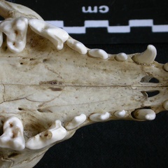 Crâne : maxillaires et os incisif (9661 visites) Canis mesomelas - Mâle - AdulteCollection : Département d'Ostéologie du Musée National du Kenya,... Crâne : maxillaires et os incisif