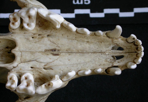 Skull: jawbones and incisive bone