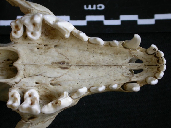 Crâne : maxillaires et os incisif (9741 visites) Canis mesomelas - Mâle - AdulteCollection : Département d'Ostéologie du Musée National du Kenya,... Crâne : maxillaires et os incisif