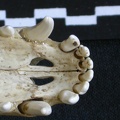 Cráneo: hueso incisivo (8290 visitas) Canis mesomelas - Macho - AdultoColección : Departamento d'Osteología del Museo Nacional de Kenia... Cráneo: hueso incisivo