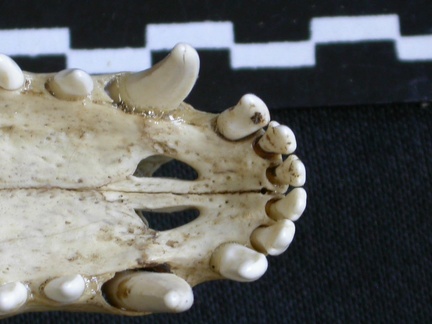 Crâne : os incisif (8182 visites) Canis mesomelas - Mâle - AdulteCollection : Département d'Ostéologie du Musée National du Kenya,... Crâne : os incisif