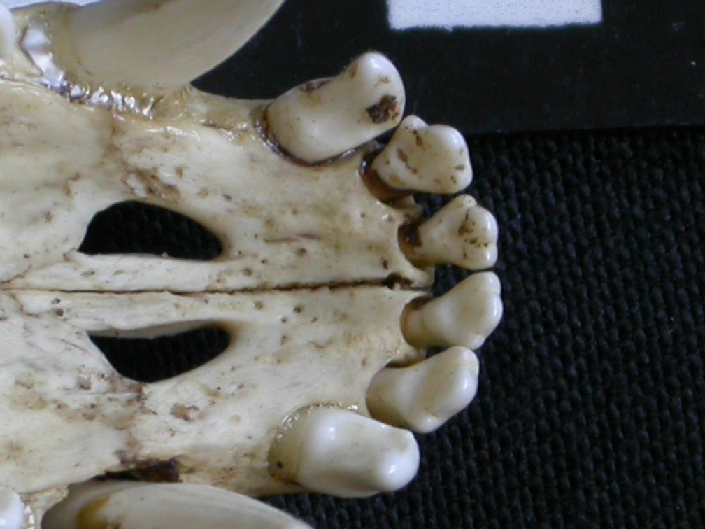 Crâne : os incisif (7480 visites) Canis mesomelas - Mâle - AdulteCollection : Département d'Ostéologie du Musée National du Kenya,... Crâne : os incisif