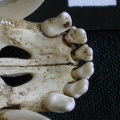 Crâne : os incisif (7469 visites) Canis mesomelas - Mâle - AdulteCollection : Département d'Ostéologie du Musée National du Kenya,... Crâne : os incisif