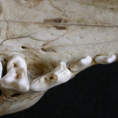 Dentition supérieure (7134 visites) Canis mesomelas - Mâle - AdulteCollection : Département d'Ostéologie du Musée National du Kenya,... Dentition supérieure