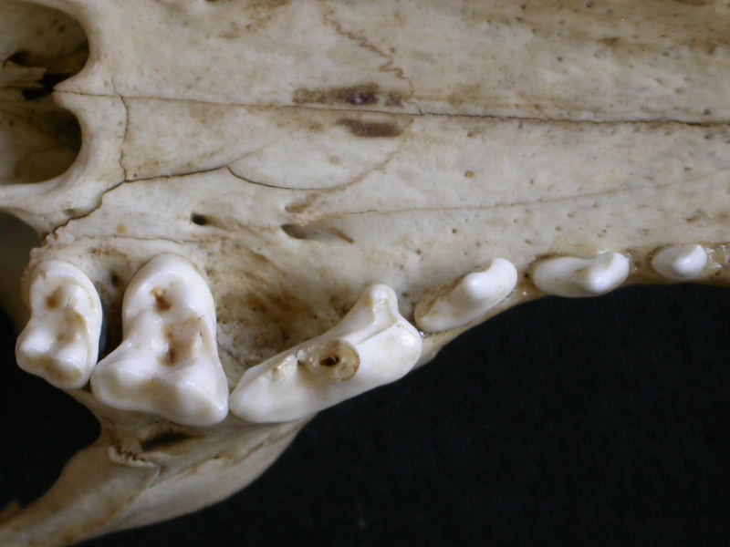 Dentition supérieure (7116 visites) Canis mesomelas - Mâle - AdulteCollection : Département d'Ostéologie du Musée National du Kenya,... Dentition supérieure