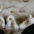 Higher teeth (6525 visits) Canis mesomelas - Male - AdultCollection: Department d'Osteology of National Museum of Kenya, Nairo... Higher teeth