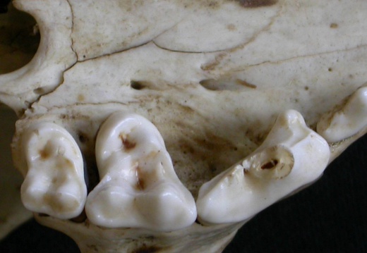 Higher teeth (6415 visits) Canis mesomelas - Male - AdultCollection: Department d'Osteology of National Museum of Kenya, Nairo... Higher teeth