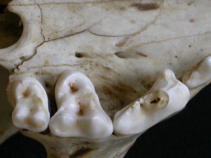 Dentition supérieure (6424 visites) Canis mesomelas - Mâle - AdulteCollection : Département d'Ostéologie du Musée National du Kenya,... Dentition supérieure