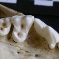 Dentition supérieure (6654 visites) Canis mesomelas - Mâle - AdulteCollection : Département d'Ostéologie du Musée National du Kenya,... Dentition supérieure