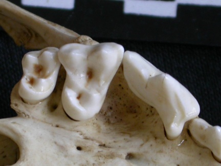Dentition supérieure (6654 visites) Canis mesomelas - Mâle - AdulteCollection : Département d'Ostéologie du Musée National du Kenya,... Dentition supérieure