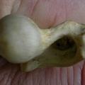Femur: proximale part (6438 visits) Canis mesomelas - Male - Adult - Right elementCollection: Department d'Osteology of National Museum... Femur: proximale part