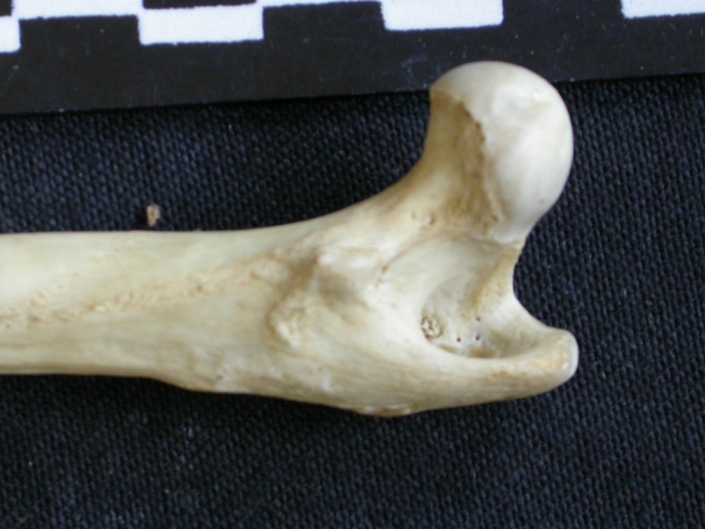 Fémur : parte proximal