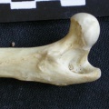 Cm-Feprox1.jpg