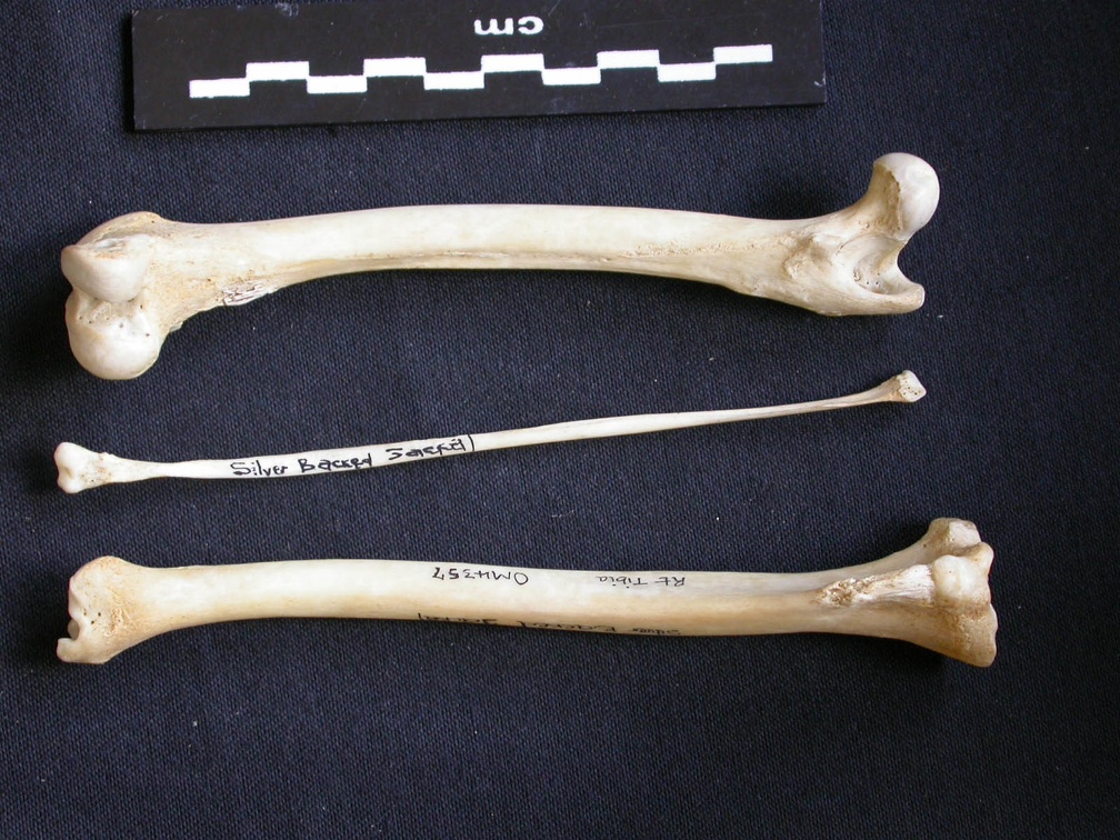 Fémur, tibia et fibula (10957 visites) Canis mesomelas - Mâle - Adulte - Éléments droitsKenya, Nairobi (Id:OM4357) - Pays : Embakasi Roa... Fémur, tibia et fibula