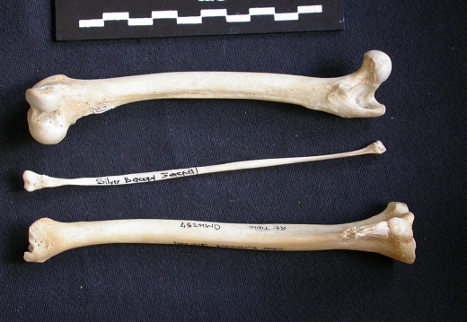  Femur, tibia and fibula