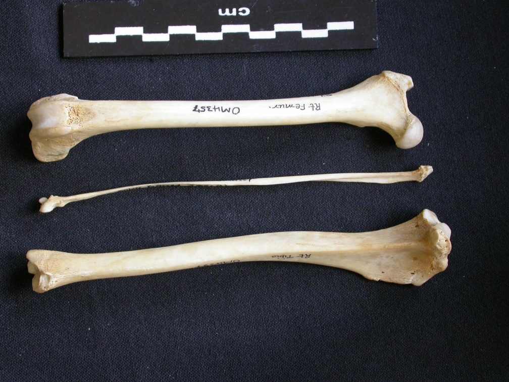 Fémur, tibia et fibula (11229 visites) Canis mesomelas - Mâle - Adulte - Éléments droitsKenya, Nairobi (Id:OM4357) - Pays : Embakasi Roa... Fémur, tibia et fibula