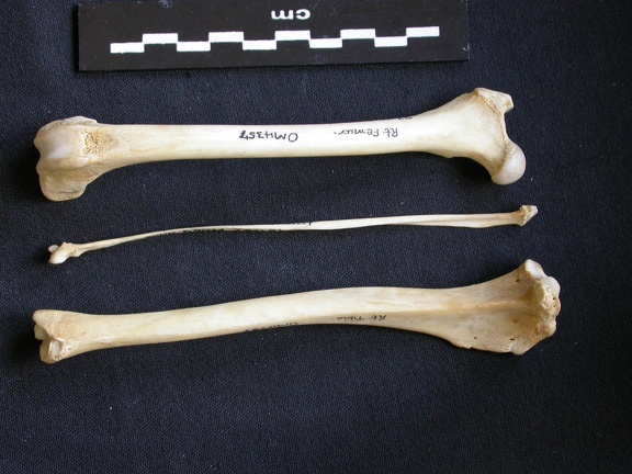 Fémur, tibia y fíbula (11275 visitas) Canis mesomelas - Macho - Adulto - Elementos derechosColección : Departamento d'Osteología del Mu... Fémur, tibia y fíbula
