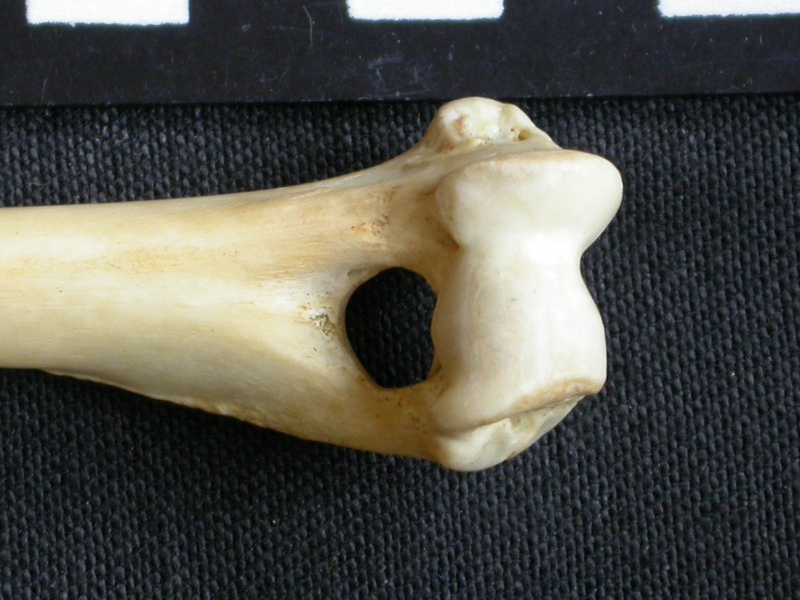 Húmero : parte distal (7514 visitas) Canis mesomelas - Macho - Adulto - Elemento derechoColección : Departamento d'Osteología del Muse... Húmero : parte distal