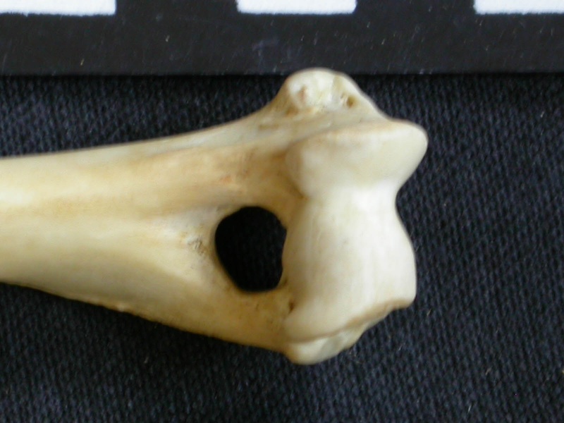 Húmero : parte distal (7902 visitas) Canis mesomelas - Macho - Adulto - Elemento derechoColección : Departamento d'Osteología del Muse... Húmero : parte distal