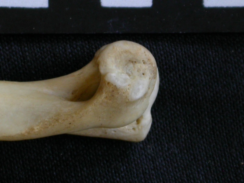 Húmero : parte distal (7716 visitas) Canis mesomelas - Macho - Adulto - Elemento derechoColección : Departamento d'Osteología del Muse... Húmero : parte distal