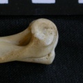 Húmero : parte distal (12536 visitas) Canis mesomelas - Macho - Adulto - Elemento derechoColección : Departamento d'Osteología del Muse... Húmero : parte distal