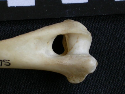 Humerus: distal part (7240 visits) Canis mesomelas - Male - Adult - Right elementCollection: Department d'Osteology of National Museum... Humerus: distal part