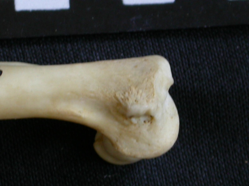 Húmero : parte distal (6952 visitas) Canis mesomelas - Macho - Adulto - Elemento derechoColección : Departamento d'Osteología del Muse... Húmero : parte distal