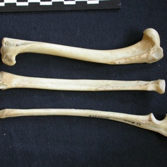 Humérus, radius et ulna (11307 visites) Canis mesomelas - Mâle - Adulte - Éléments droitsKenya, Nairobi (Id:OM4357) - Pays : Embakasi Roa... Humérus, radius et ulna