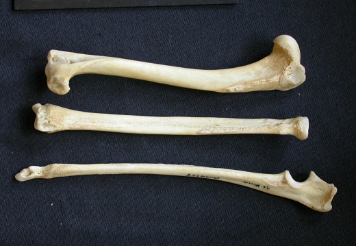 Humerus,radius and ulna