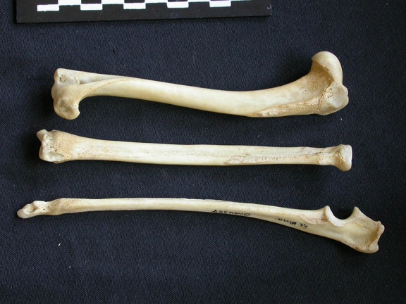 Humérus, radius et ulna (11307 visites) Canis mesomelas - Mâle - Adulte - Éléments droitsKenya, Nairobi (Id:OM4357) - Pays : Embakasi Roa... Humérus, radius et ulna