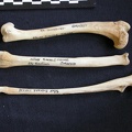 Humérus, radius et ulna (11877 visites) Canis mesomelas - Mâle - Adulte - Éléments droitsKenya, Nairobi (Id:OM4357) - Pays : Embakasi Roa... Humérus, radius et ulna