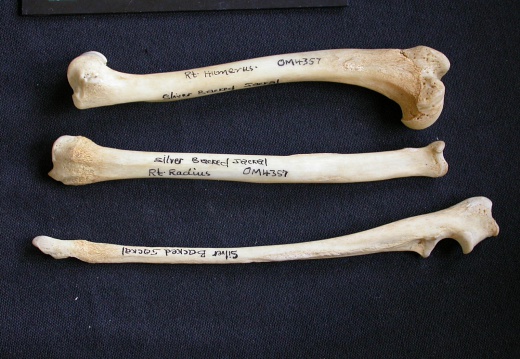 Humerus,radius and ulna