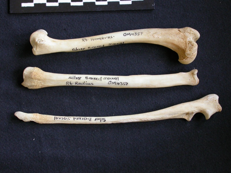 Humérus, radius et ulna (11784 visites) Canis mesomelas - Mâle - Adulte - Éléments droitsKenya, Nairobi (Id:OM4357) - Pays : Embakasi Roa... Humérus, radius et ulna