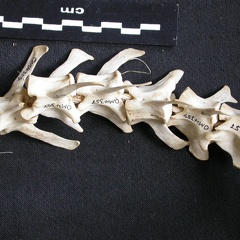 Vértebras posteriores (9913 visitas) Canis mesomelas - Macho - AdultoColección : Departamento d'Osteología del Museo Nacional de Kenia... Vértebras posteriores