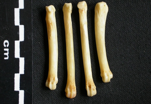 Metacarpals