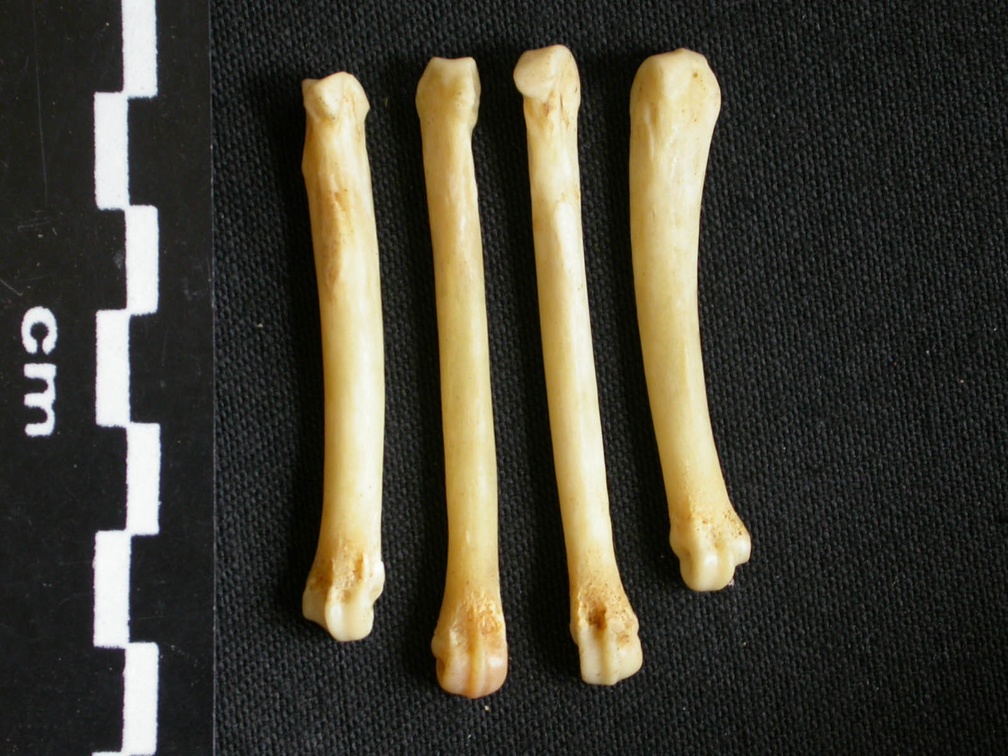 Metacarpals