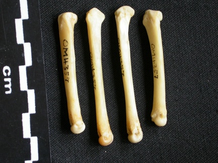 Metacarpals