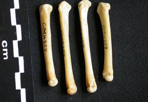 Metacarpals