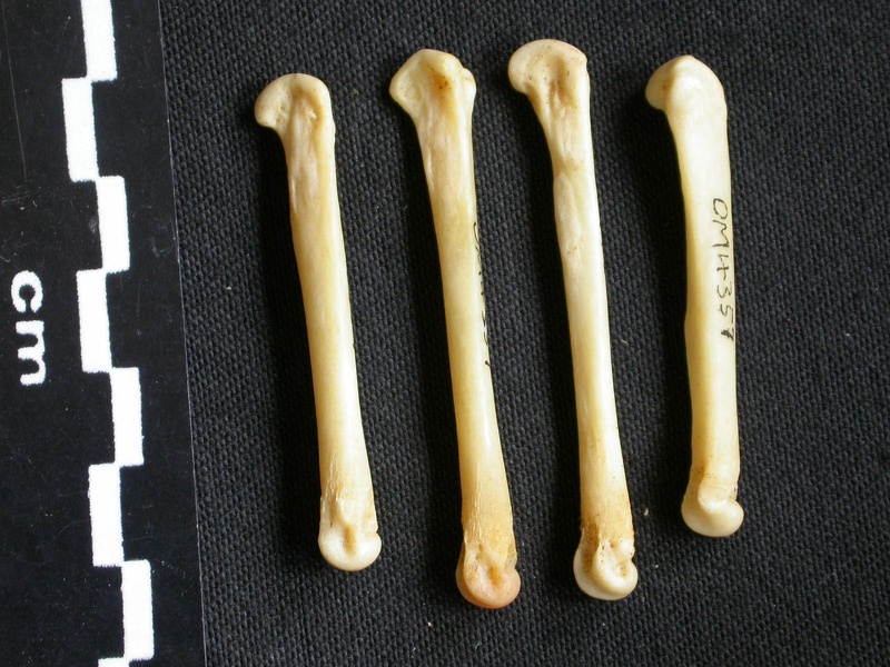 Metacarpianos (8156 visitas) Canis mesomelas - Macho - Adulto - Elementos izquierdosColección : Departamento d'Osteología del ... Metacarpianos