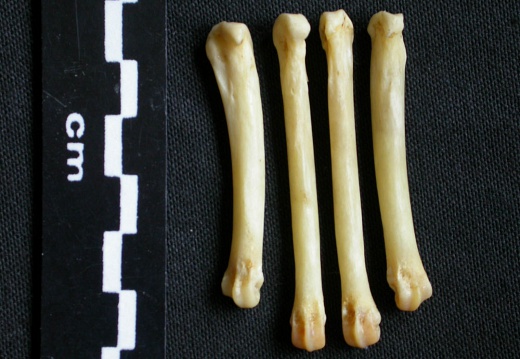 Metacarpals