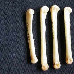 Metacarpianos (7807 visitas) Canis mesomelas - Macho - Adulto - Elementos izquierdosColección : Departamento d'Osteología del ... Metacarpianos
