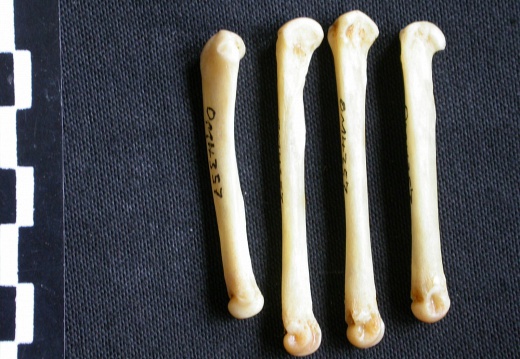 Metacarpals