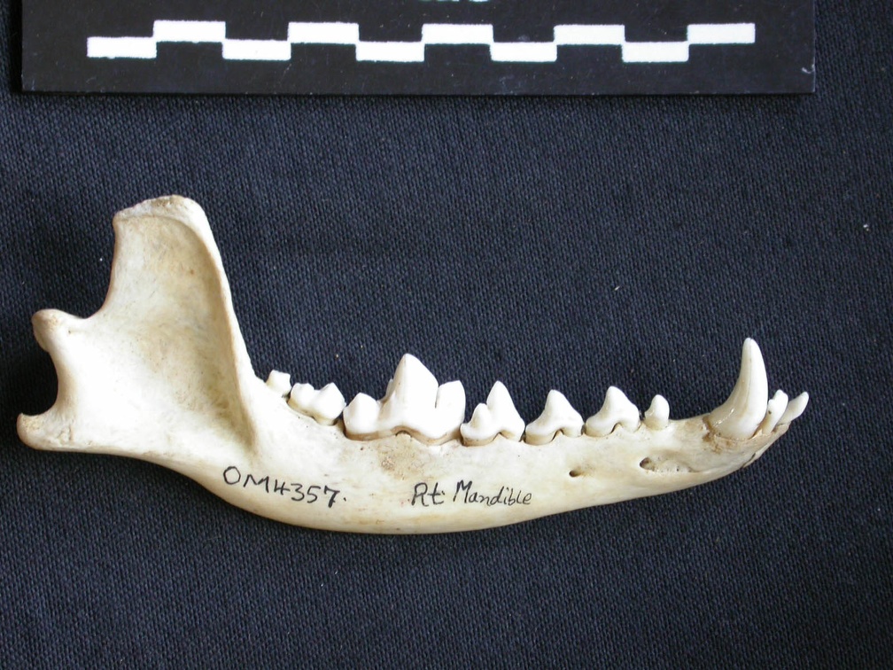Mandibule (6918 visites) Canis mesomelas - Mâle - Adulte - Élément droitCollection : Département d'Ostéologie du Musée ... Mandibule