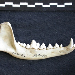 Mandibule (6904 visites) Canis mesomelas - Mâle - Adulte - Élément droitCollection : Département d'Ostéologie du Musée ... Mandibule