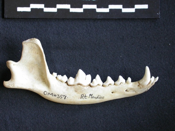 Mandibule (6921 visites) Canis mesomelas - Mâle - Adulte - Élément droitCollection : Département d'Ostéologie du Musée ... Mandibule