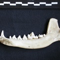 Mandibule (6843 visites) Canis mesomelas - Mâle - Adulte - Élément droitCollection : Département d'Ostéologie du Musée ... Mandibule